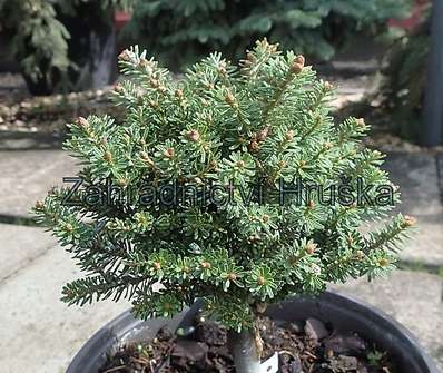 jedle - Abies koreana 'Silberperl'