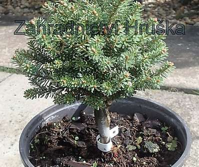 jedle - Abies koreana 'Silberperl'