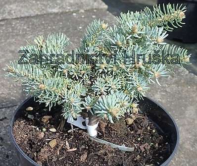 jedle - Abies concolor 'Blue Saphir'