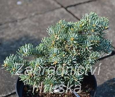 jedle - Abies concolor 'Blue Saphir'