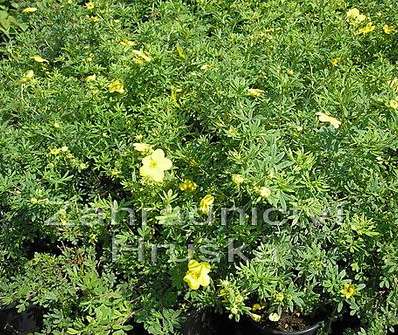 mochna - Potentilla fruticosa 'Jolina'