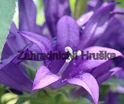 Campanula glomerata Superba