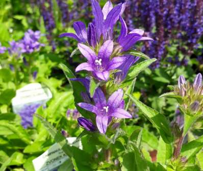 Campanula glomerata Superba