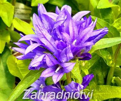 Campanula glomerata Superba
