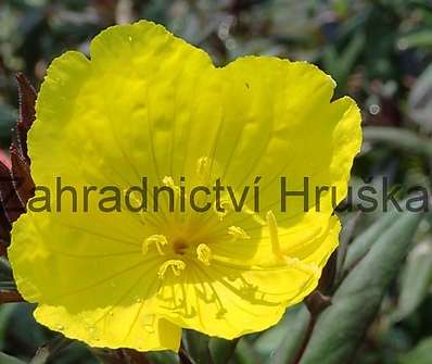 Oenothera tetragona