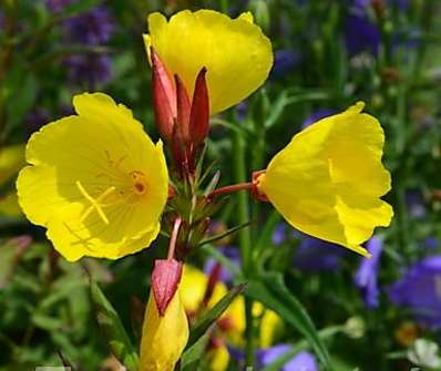 Oenothera tetragona