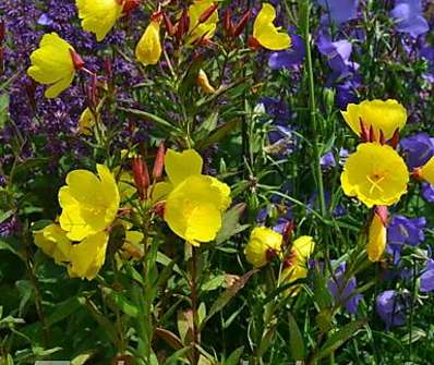 Oenothera tetragona