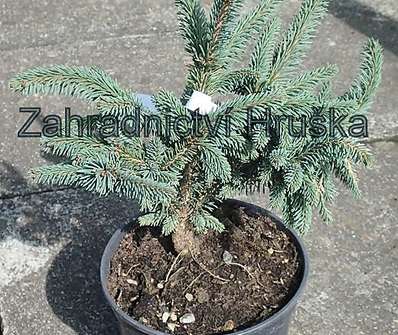 smrk - Picea abies 'Hotel'