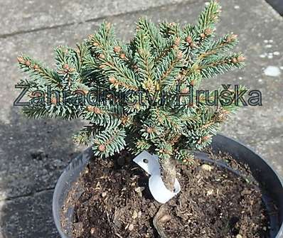 smrk - Picea abies 'Borůvka'