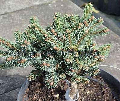 smrk - Picea abies 'Borůvka'