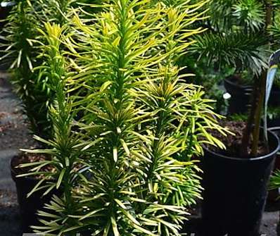 hlavotis - Cephalotaxus harringtonia 'Korean Gold'