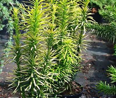 hlavotis - Cephalotaxus harringtonia 'Korean Gold'