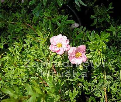 mochna - Potentilla fruticosa 'Klondike'