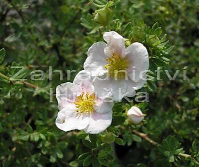 mochna - Potentilla fruticosa 'Klondike'