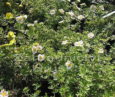 mochna - Potentilla fruticosa 'Klondike'