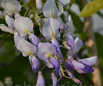 vistárie - Wisteria floribunda 'Ludwik Lawin'