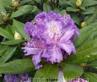 Rhododendron 'Alfred'