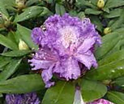 Rhododendron 'Alfred'