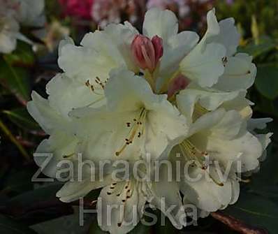 Rhododendron 'Goldbukett'