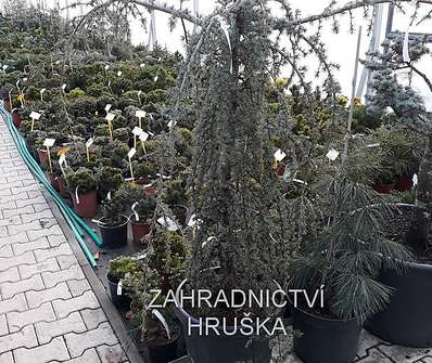 cedr - Cedrus atlantica 'Glauca Pendula'..