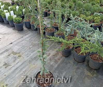 cedr - Cedrus atlantica 'Glauca Pendula'..