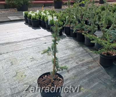 cedr - Cedrus atlantica 'Glauca Pendula'..