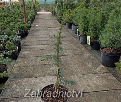 cedr - Cedrus atlantica 'Glauca Pendula'..