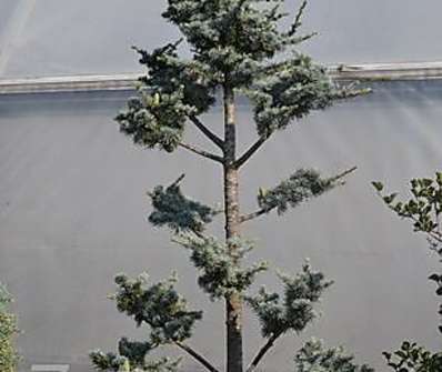 cedr - Cedrus atlantica 'Glauca' pompons