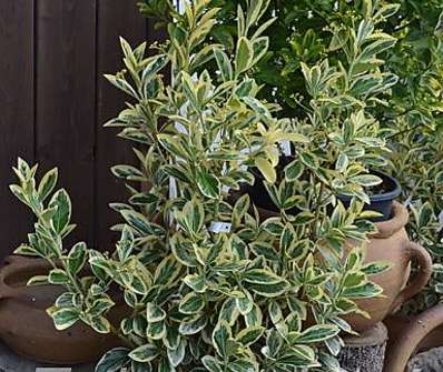 brslen - Euonymus japonicus 'Bravo'