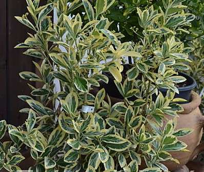 brslen - Euonymus japonicus 'Bravo'