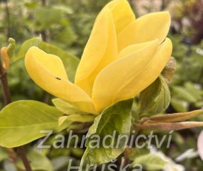 šácholan - Magnolia 'Daphne'