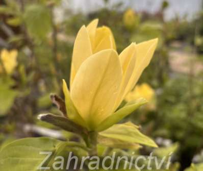 šácholan - Magnolia 'Daphne'
