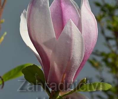 šácholan - Magnolia 'Red Lucky'