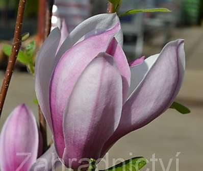 šácholan - Magnolia 'Red Lucky'