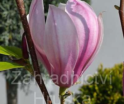 šácholan - Magnolia 'Red Lucky'