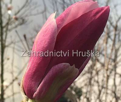 šácholan - Magnolia 'Red Lucky'