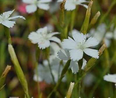 Dianthus deltoides White