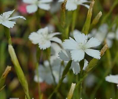 Dianthus deltoides Albus