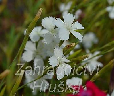 Dianthus deltoides White