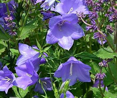 Campanula persicifolia Bells Blue