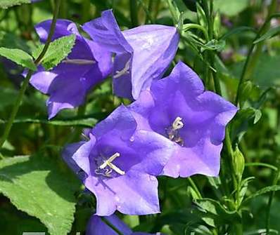Campanula persicifolia Bells Blue