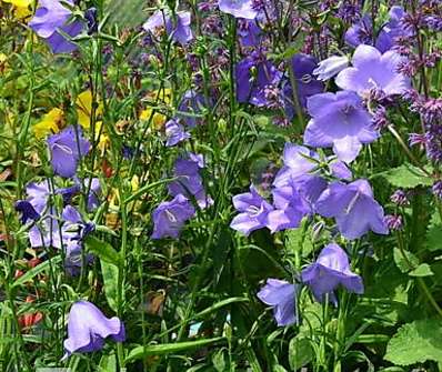 Campanula persicifolia Bells Blue