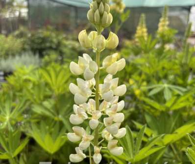 Lupinus pol. Legendary White Shades