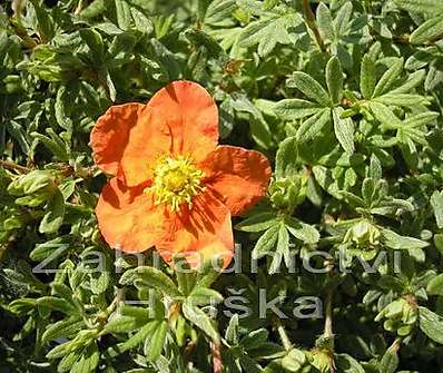 mochna - Potentilla fruticosa 'Red Ace'