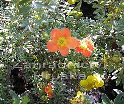 mochna - Potentilla fruticosa 'Red Ace'