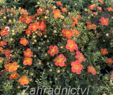 mochna - Potentilla fruticosa 'Red Ace'