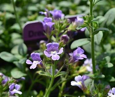 Chaenorhinum  origanifolium Dream Catcher