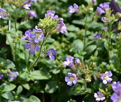 Chaenorhinum  origanifolium Dream Catcher