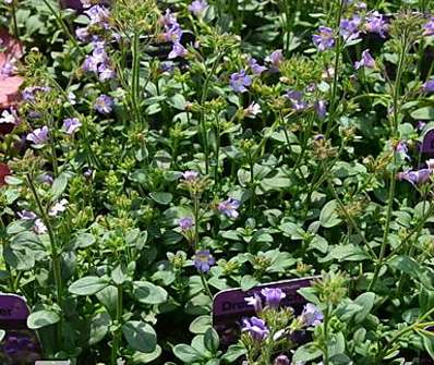 Chaenorhinum  origanifolium Dream Catcher