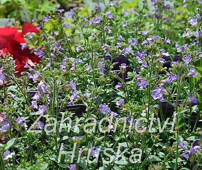 Chaenorhinum  origanifolium Dream Catcher